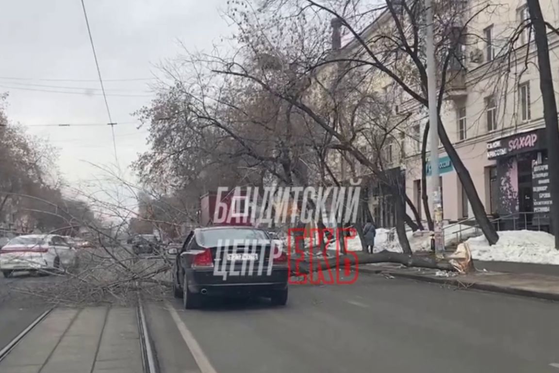 В Екатеринбурге на улице 8 Марта дерево рухнуло на автомобиль - «Уральский  рабочий»